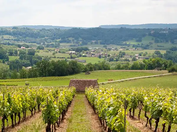 Vignes de Glanes - Bretenoux